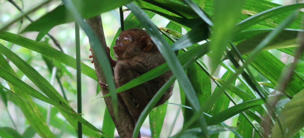 banner bohol tarsier